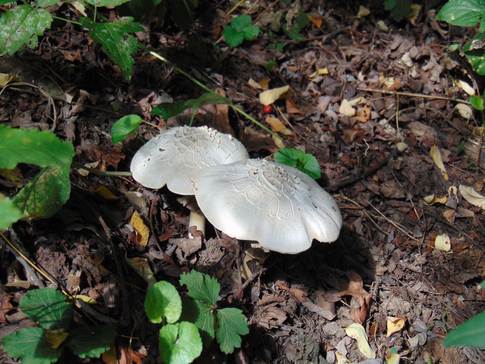 Sony Cyber-shot DSC-H300 sample photo. Mushroom, forest, nature photography