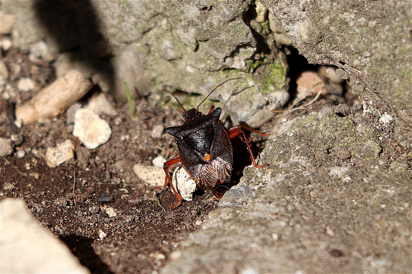 Canon EF 70-300 F4-5.6 IS II USM sample photo. Bug, insect, close up photography