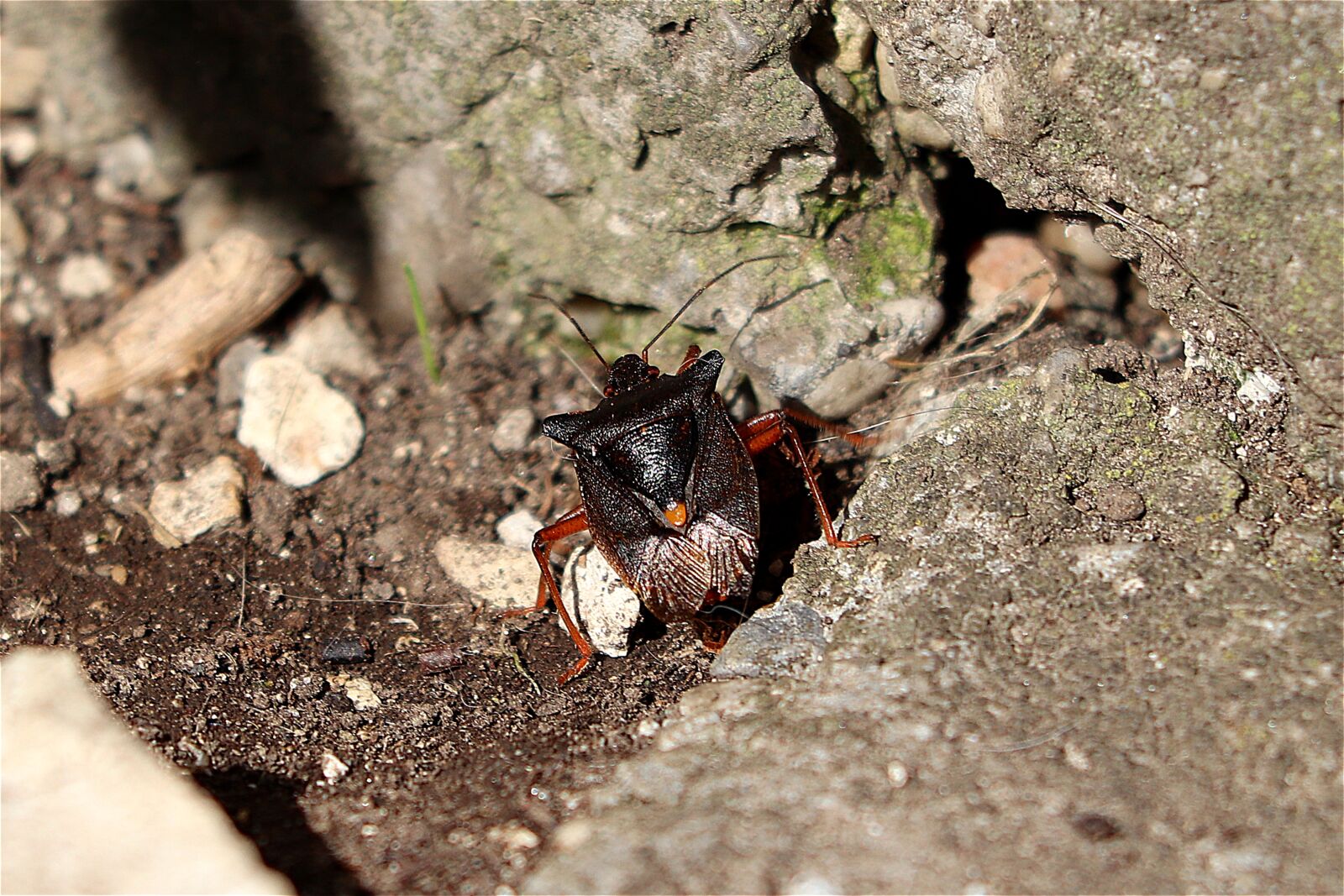 Canon EOS 77D (EOS 9000D / EOS 770D) + Canon EF 70-300 F4-5.6 IS II USM sample photo. Bug, insect, close up photography