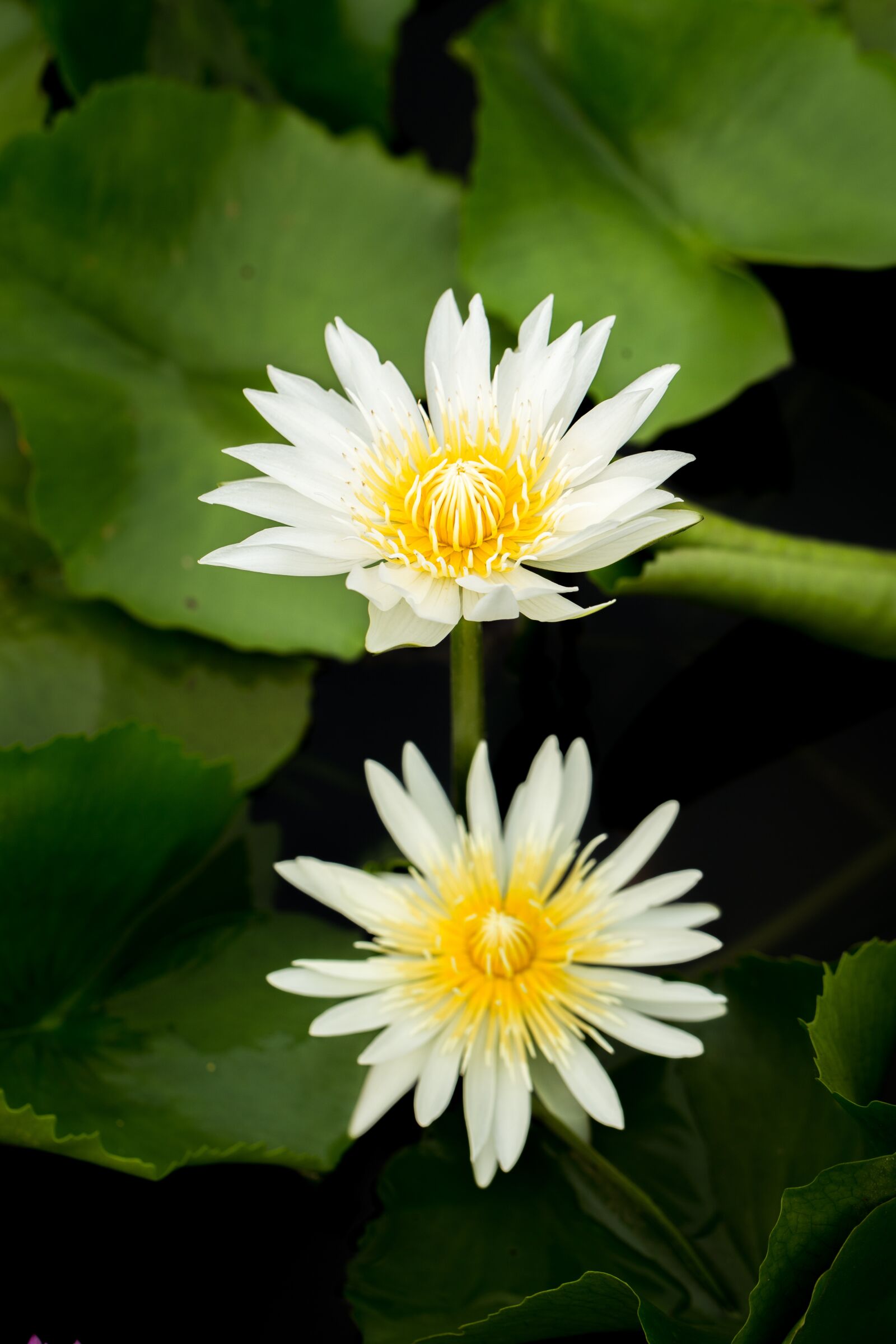 Canon EF 100mm F2.8L Macro IS USM sample photo. Water lily, nuphar lutea photography