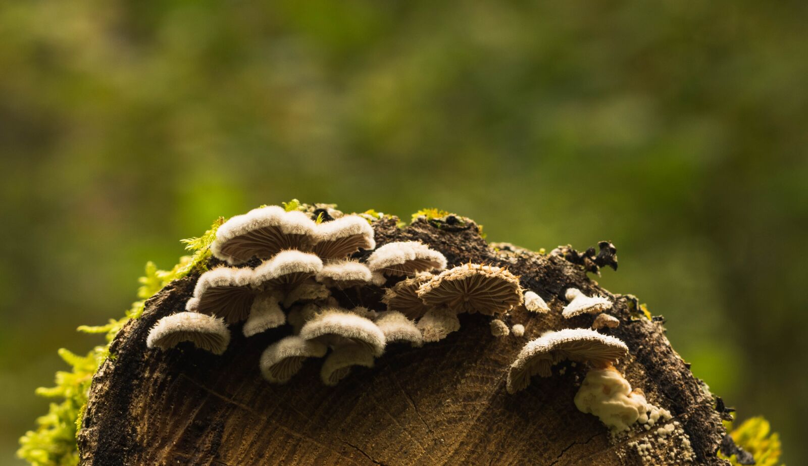 Pentax K-3 II sample photo. Mushroom, forest, outdoor photography
