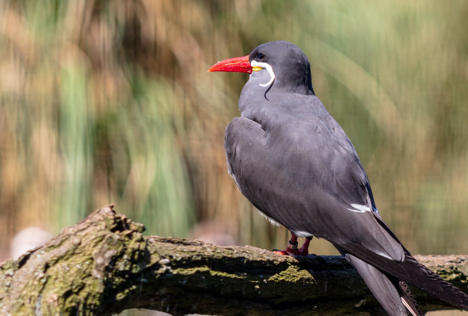 Canon EF 70-300 F4-5.6 IS II USM sample photo. Bird, plumage, nature photography