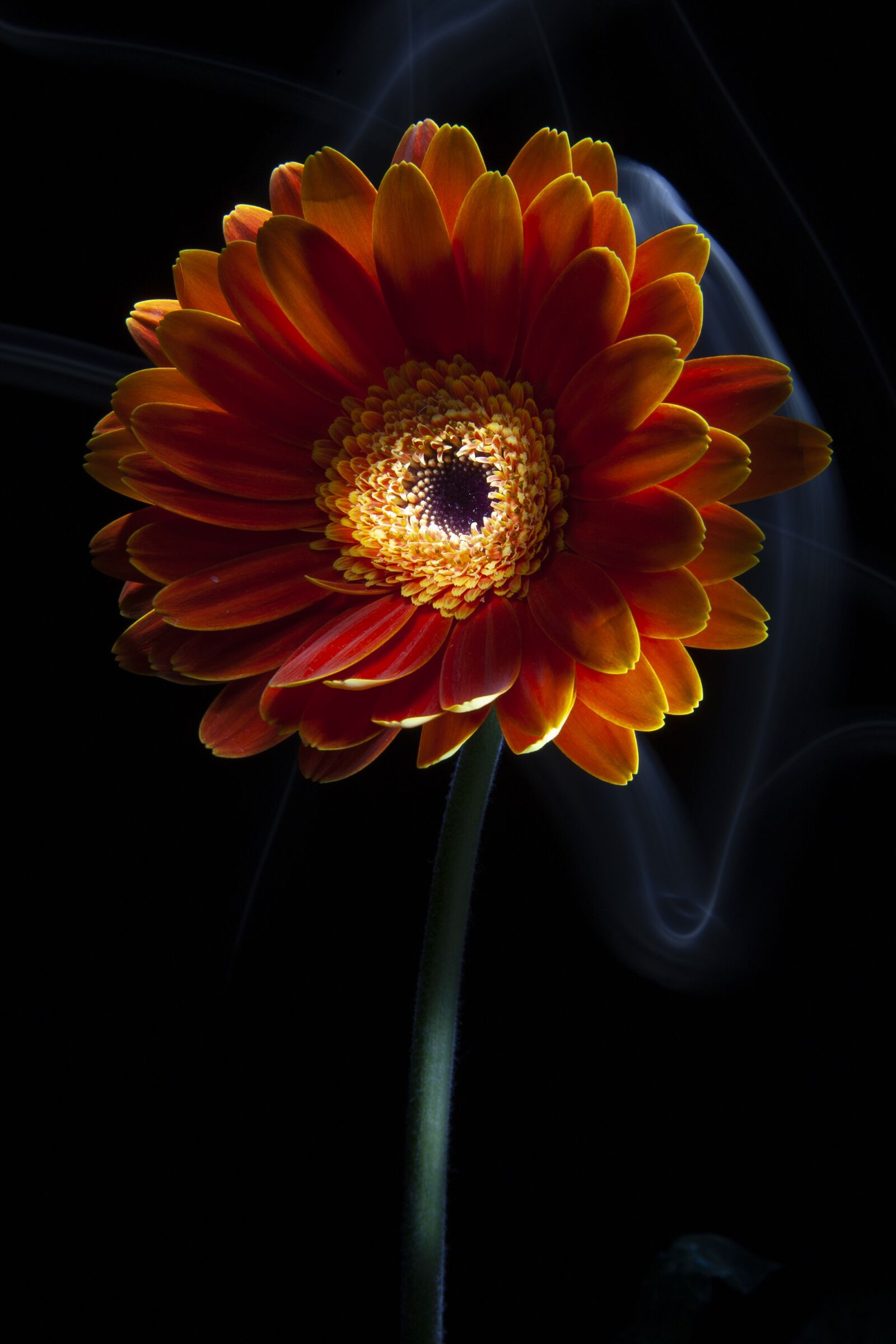Canon EOS 5D sample photo. Flower, daisy, spring photography