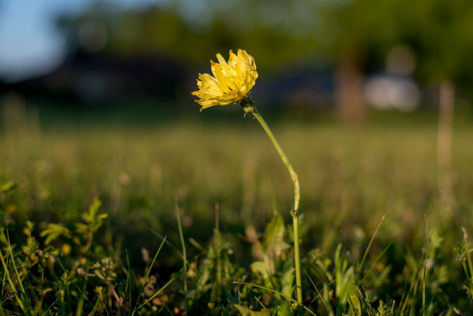 Nikon D750 sample photo. Flower, morning, yellow photography