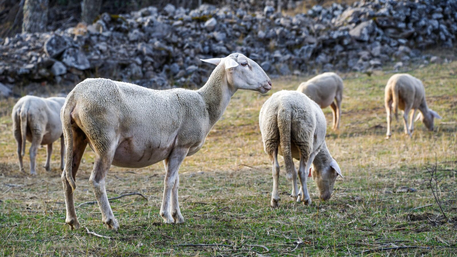 Nikon D500 sample photo. Sheep, rural, animal photography