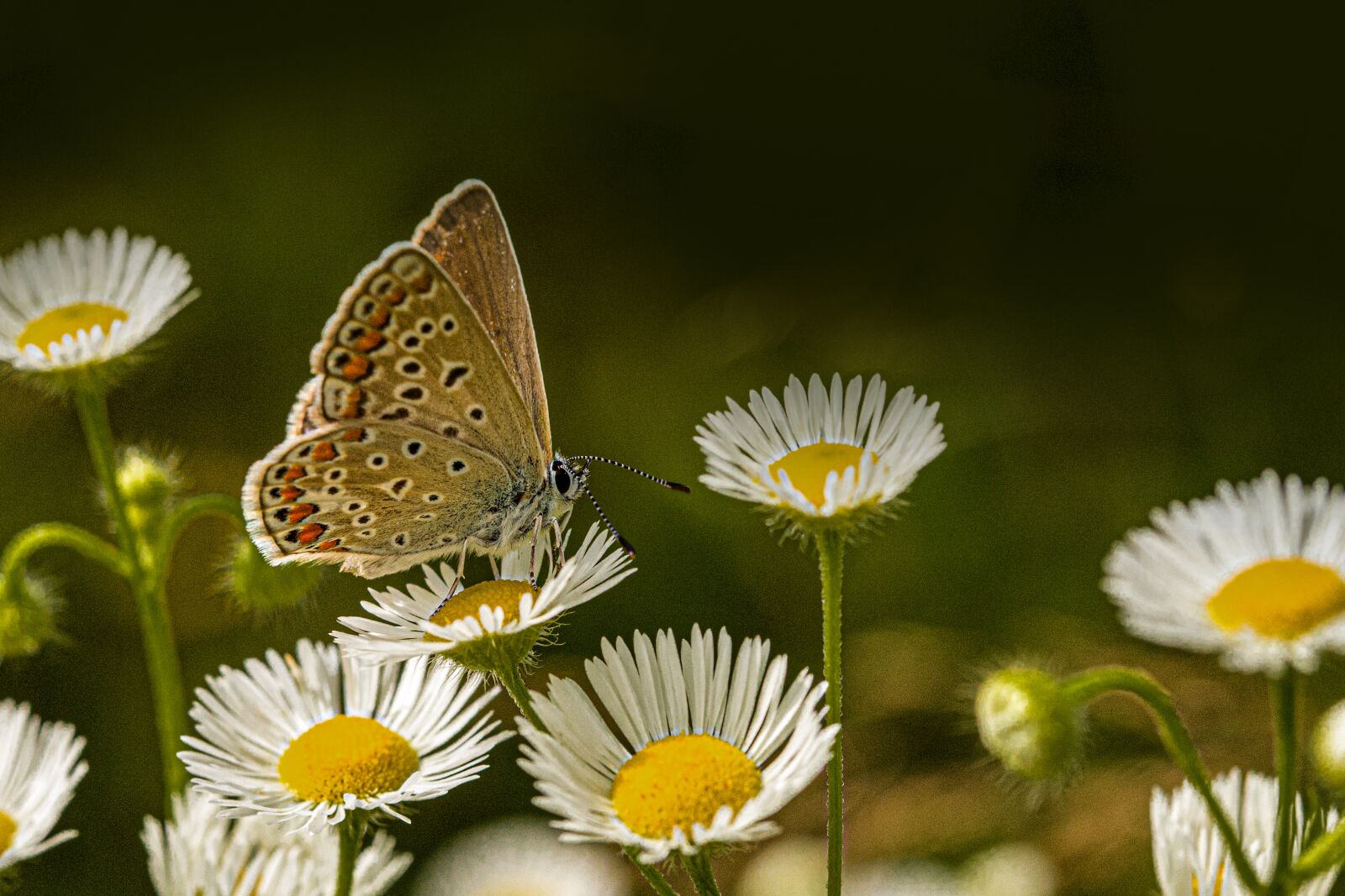 Canon EF 100mm F2.8L Macro IS USM sample photo. Common blue, nature, butterfly photography