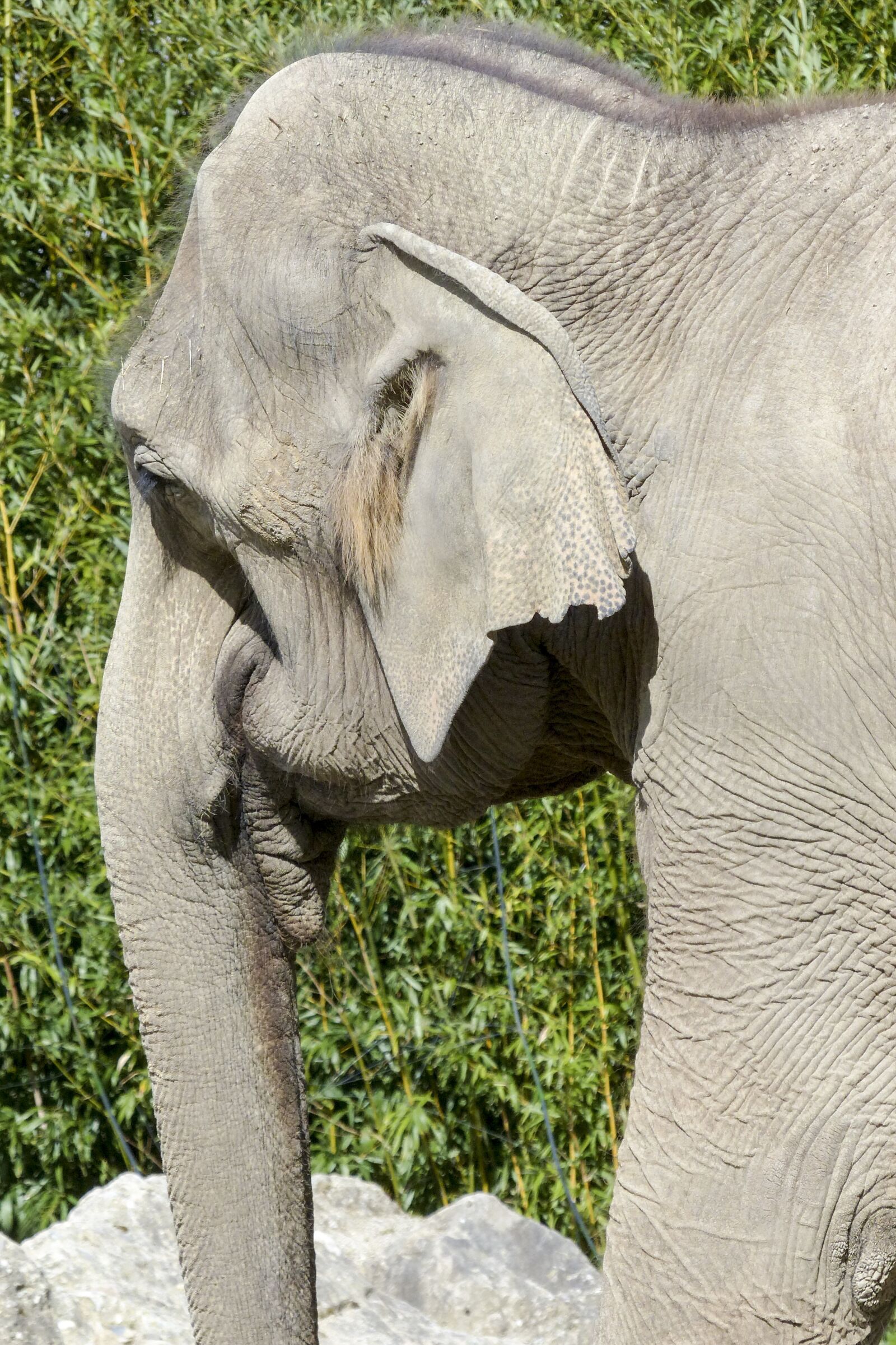 Panasonic Lumix DMC-FZ200 sample photo. Elephant, nature, animal photography