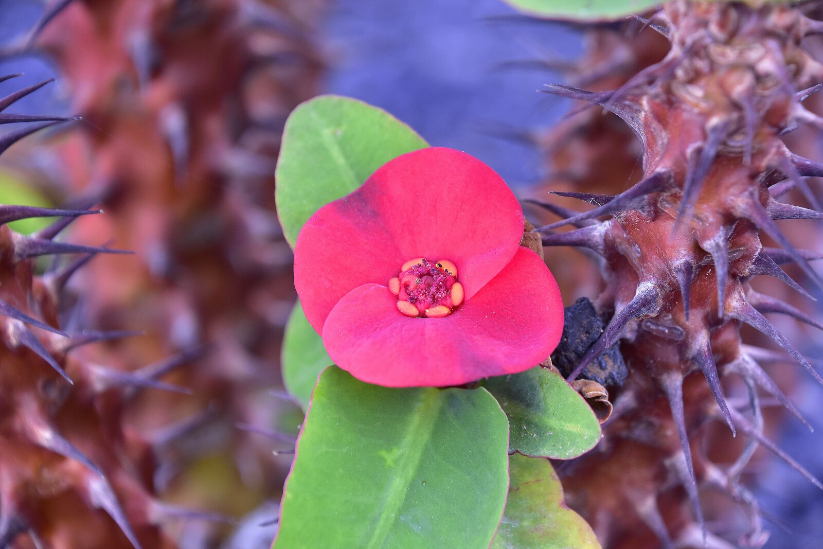Nikon D7200 sample photo. Flower, garden, plant photography