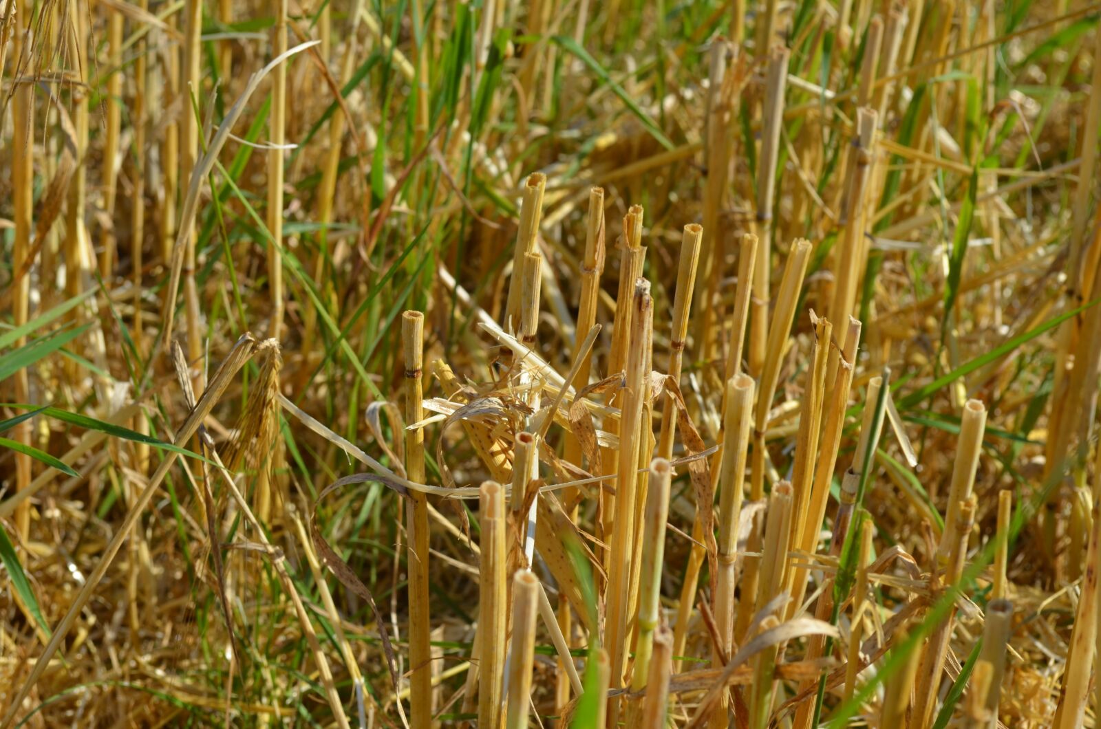 Nikon D5100 sample photo. Stubble, cornfield, harvest photography