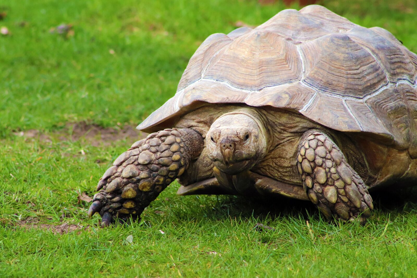 Canon EOS 800D (EOS Rebel T7i / EOS Kiss X9i) sample photo. Tortoise, head, turtle photography