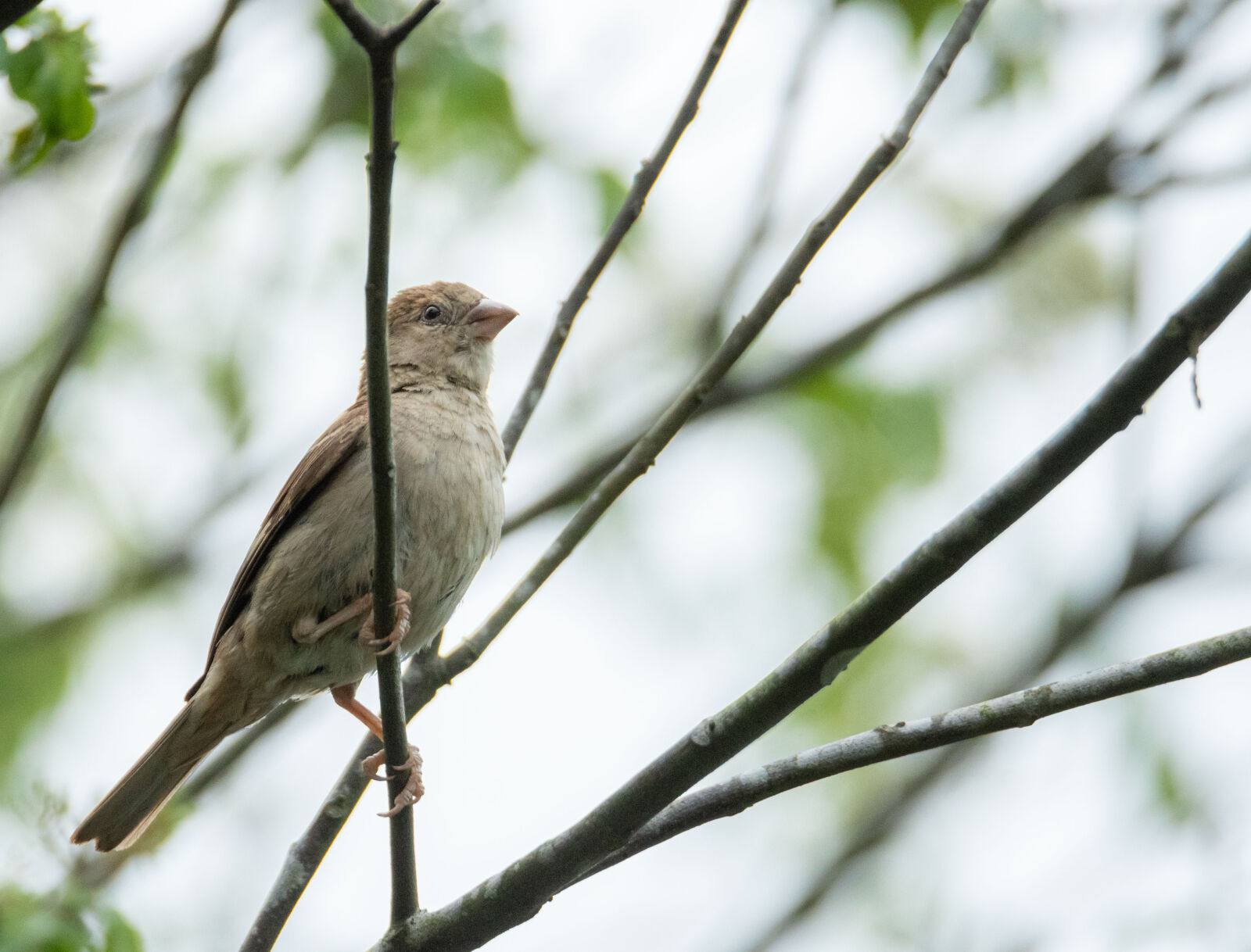 Sigma 150-600mm F5-6.3 DG OS HSM | S sample photo