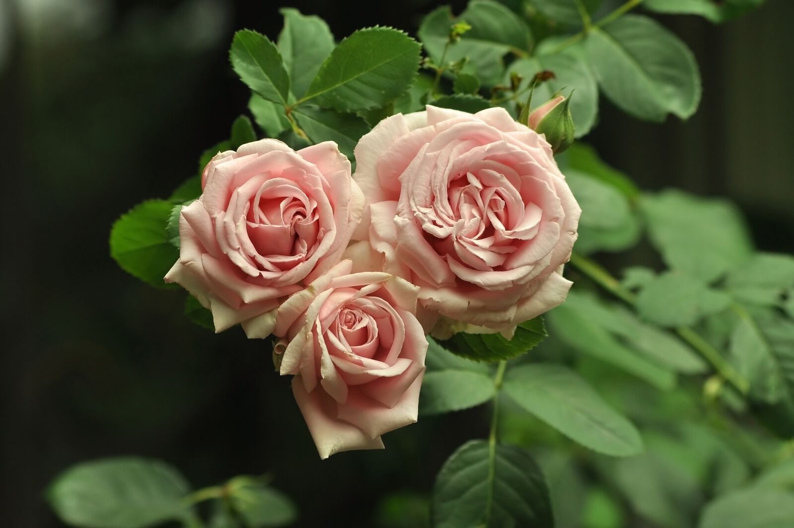 Nikon D90 sample photo. Three, roses, pink photography