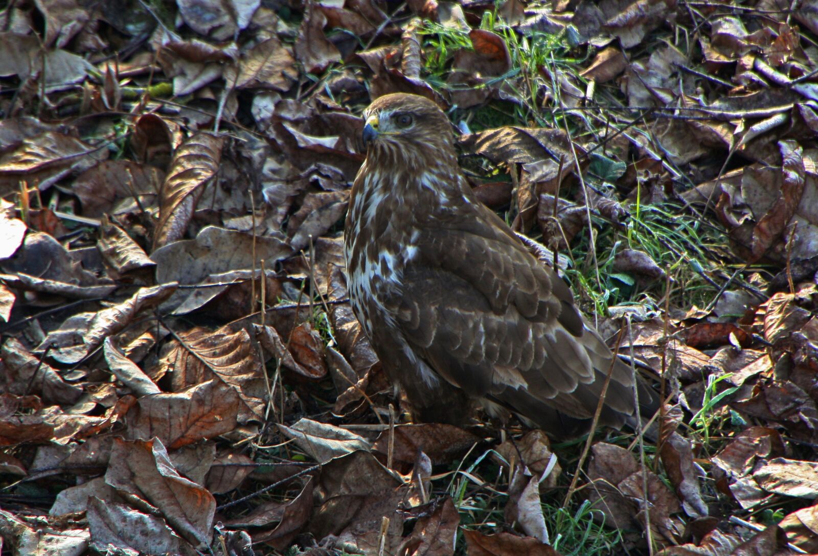 Canon EOS 450D (EOS Rebel XSi / EOS Kiss X2) sample photo. Bird of prey, leaves photography