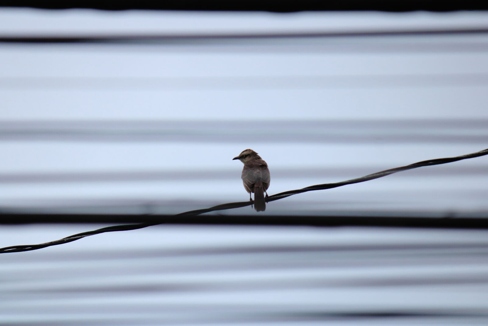 Canon EF-S 55-250mm F4-5.6 IS II sample photo. Bird on the wire photography