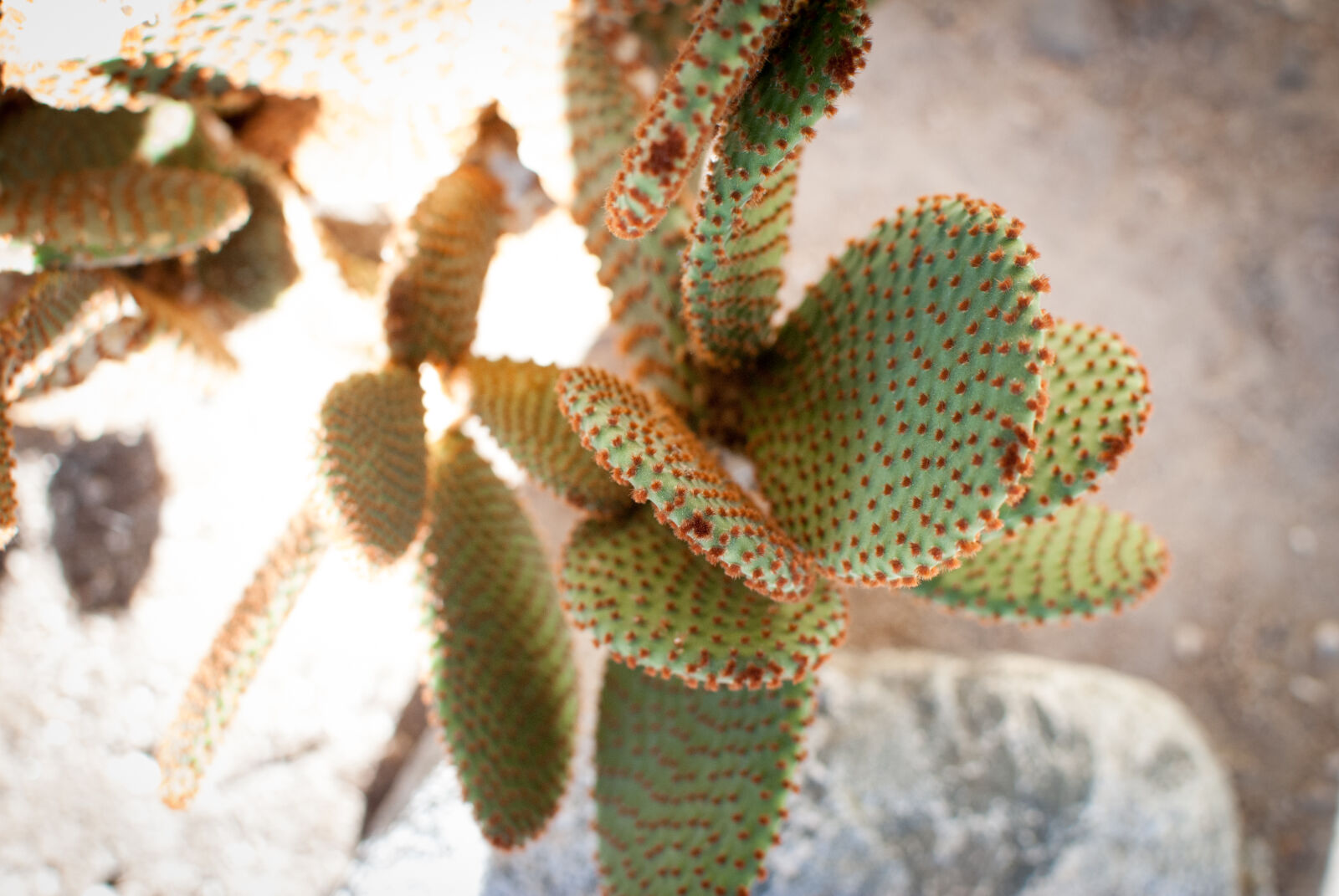 Nikon AF-S DX Nikkor 35mm F1.8G sample photo. Cactus, colors, nature photography
