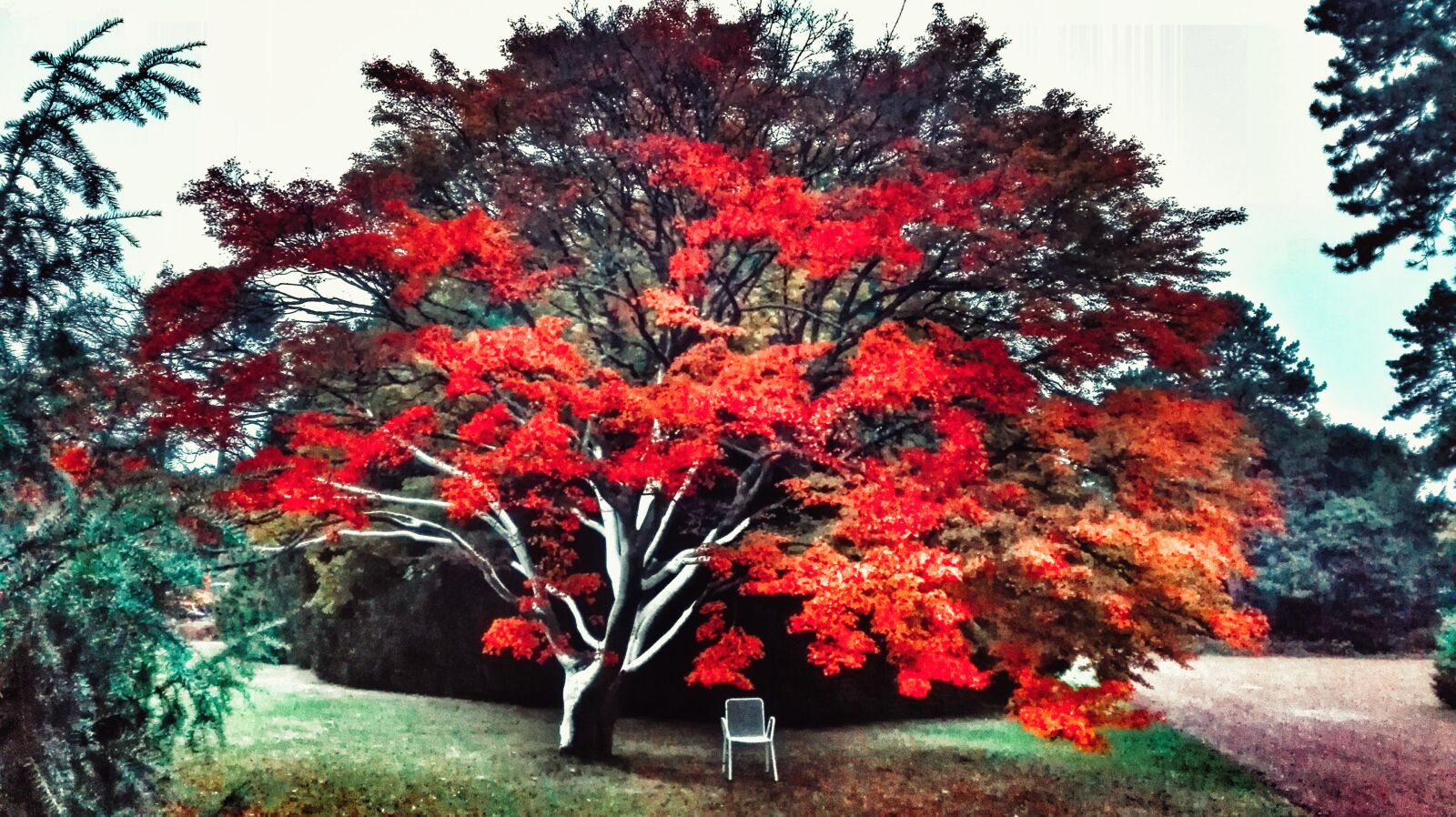 HUAWEI P8 Lite sample photo. Park, tree, red leaves photography