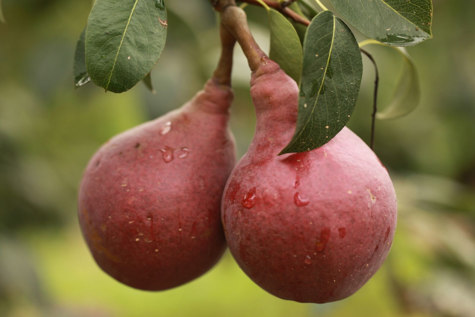 Canon EOS 5D Mark II sample photo. Pear, fruit, red photography