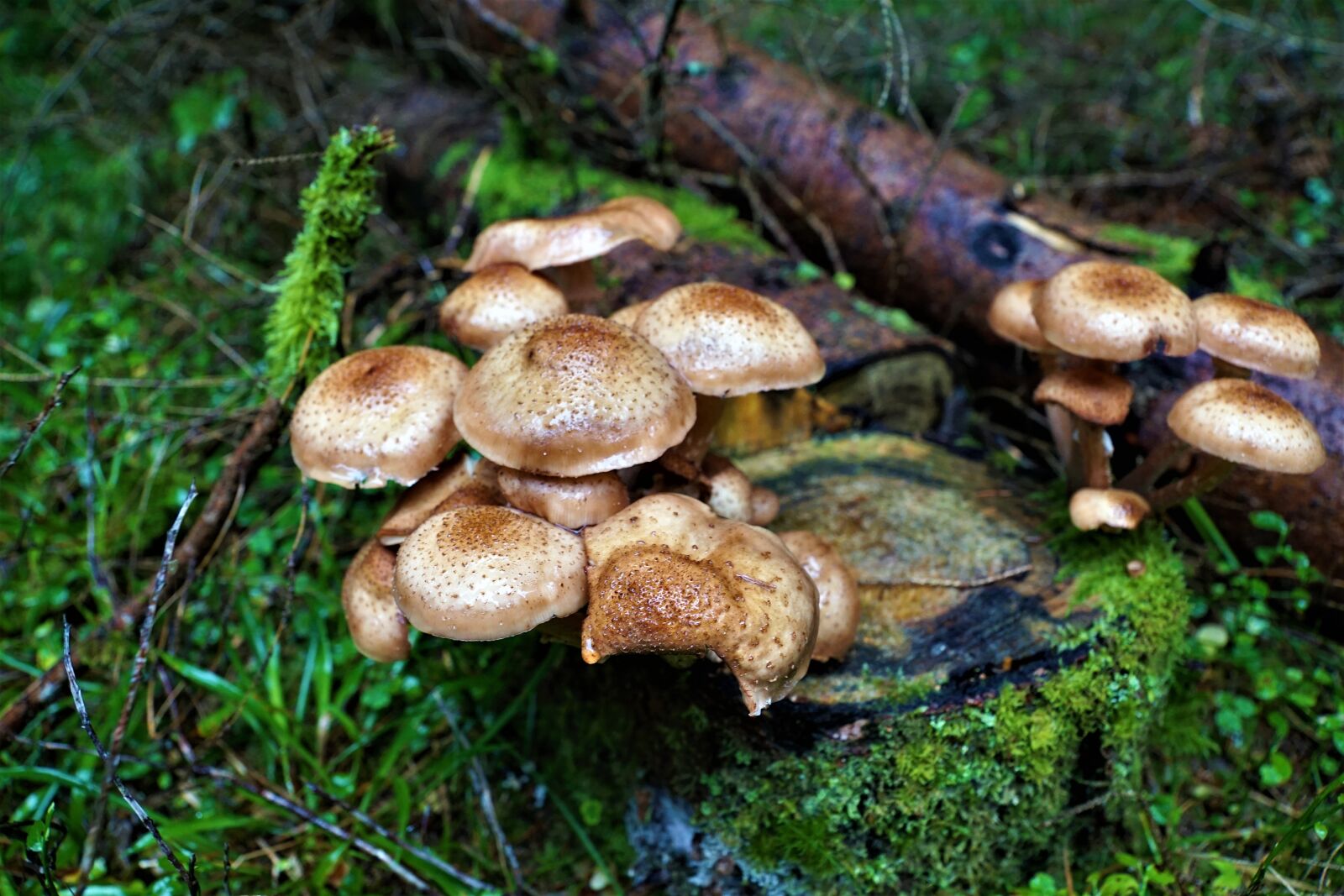 Sony ILCA-77M2 + Sony DT 16-50mm F2.8 SSM sample photo. Mushrooms, delicious, forest photography