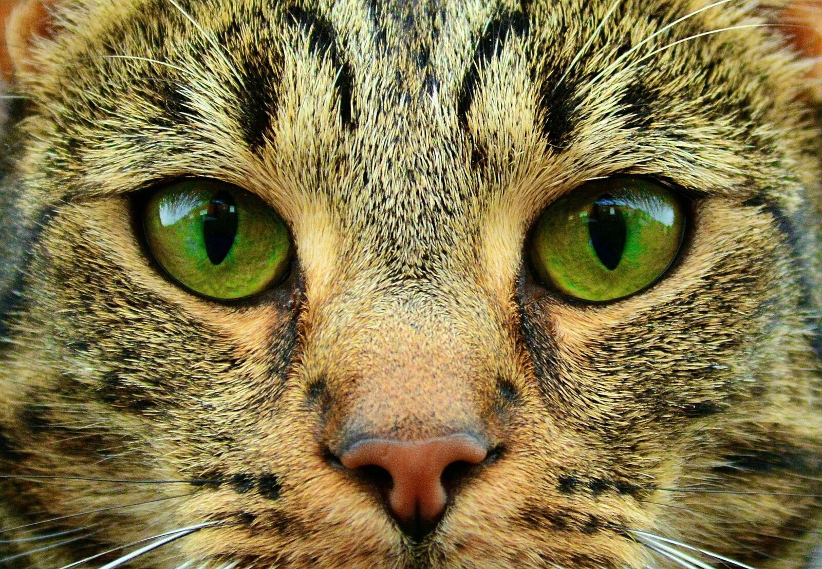 Nikon D3200 sample photo. Cat, feline, mammal photography