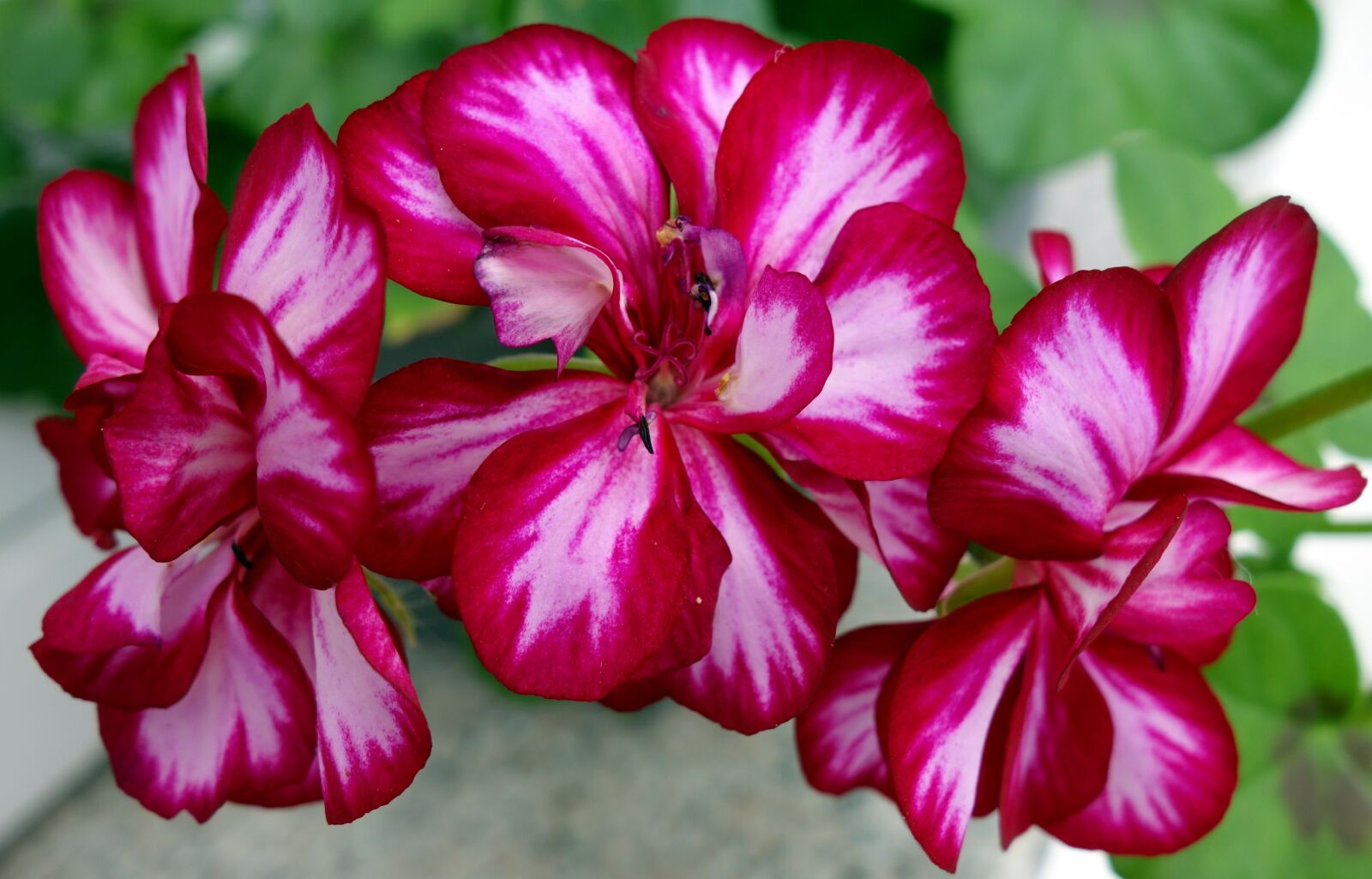 Sony Cyber-shot DSC-RX100 sample photo. Geranium, flower, plant photography