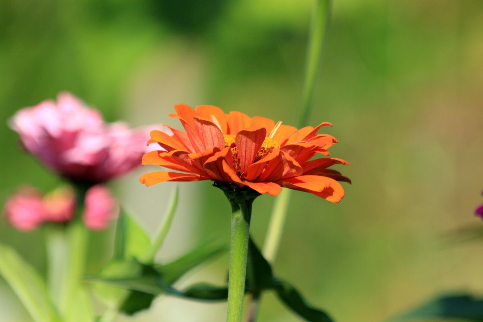 Canon EOS 650D (EOS Rebel T4i / EOS Kiss X6i) sample photo. Zinnia, flower, plant photography