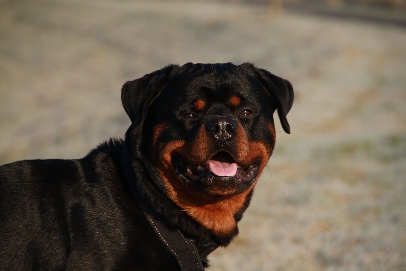 Canon EOS 500D (EOS Rebel T1i / EOS Kiss X3) sample photo. Dog, rottweiler, animals photography