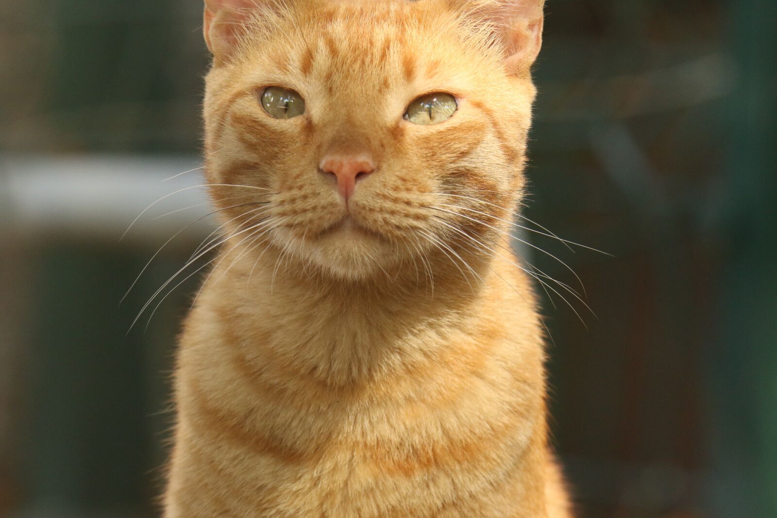 Canon EOS 7D Mark II sample photo. Cat, face, eyes photography
