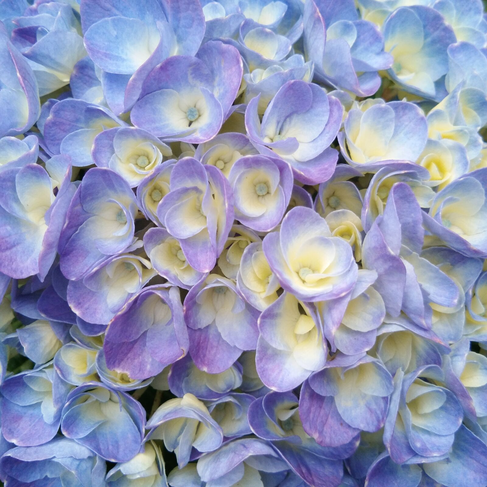 vivo Y55s sample photo. Blue hydrangeas flower, pink photography