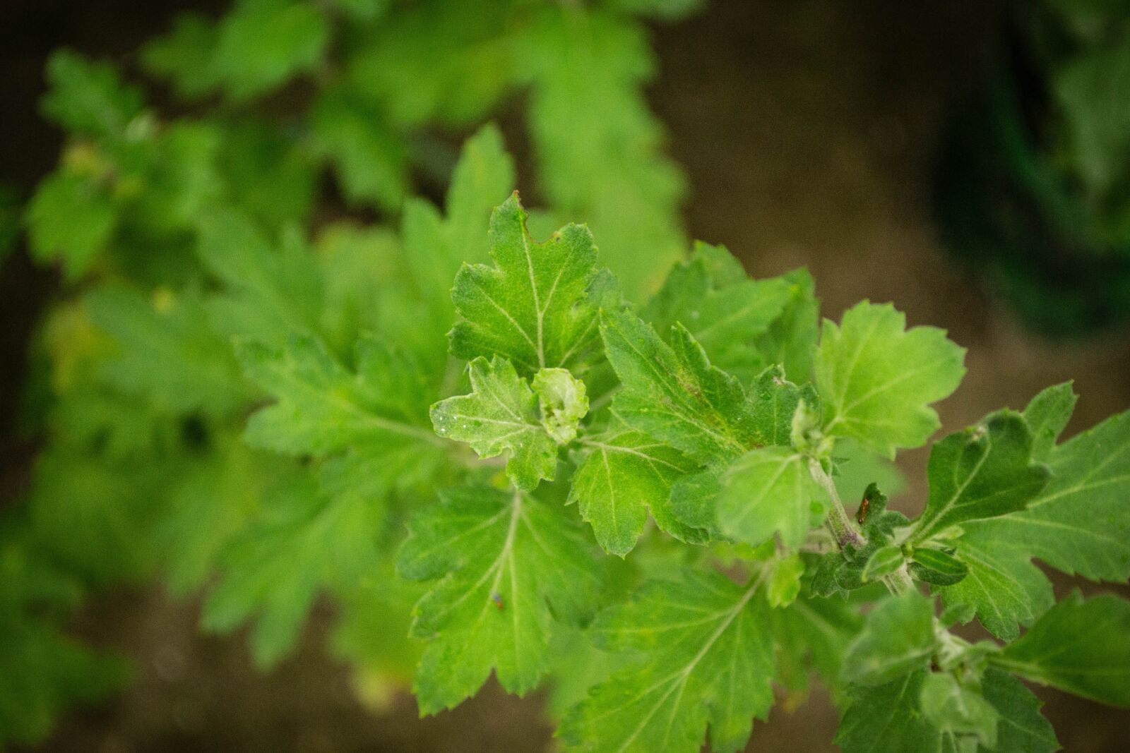 Nikon D3100 sample photo. Nature, plant, bloom photography