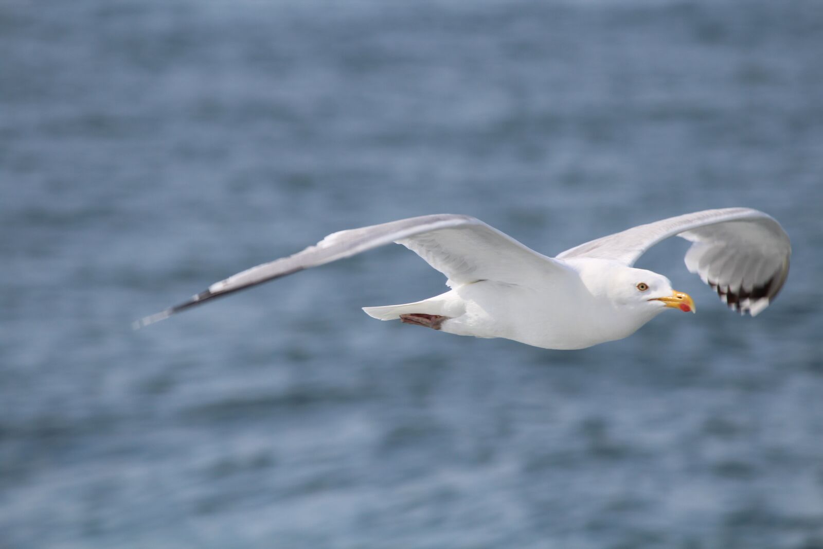Canon EF-S 55-250mm F4-5.6 IS II sample photo. Gull, helgoland, bird photography