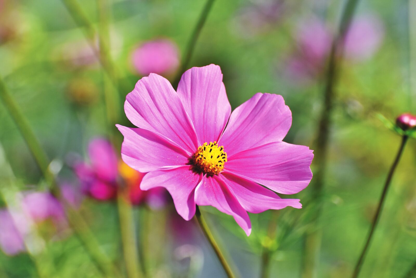 Nikon D7200 sample photo. Cosmea, flower, cosmos photography
