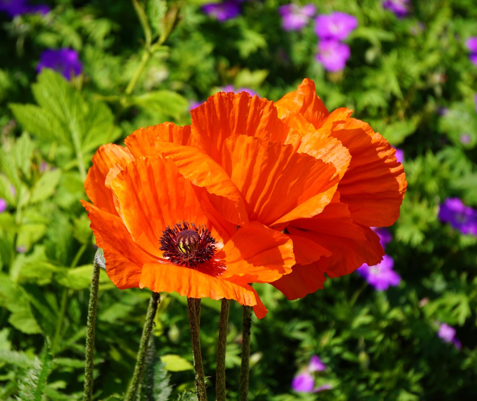 Sony Alpha a5000 (ILCE 5000) + Sony E 55-210mm F4.5-6.3 OSS sample photo. Poppies, blossom, bloom photography