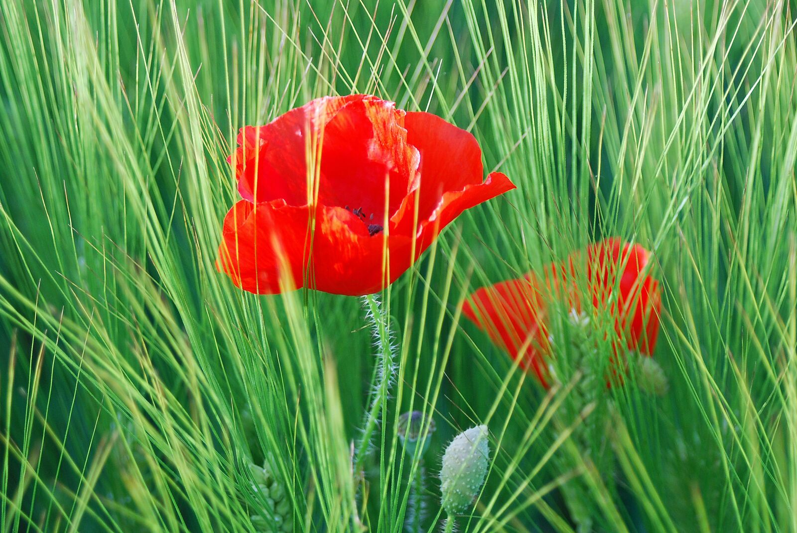 Nikon D80 sample photo. Flower, poppy, red photography