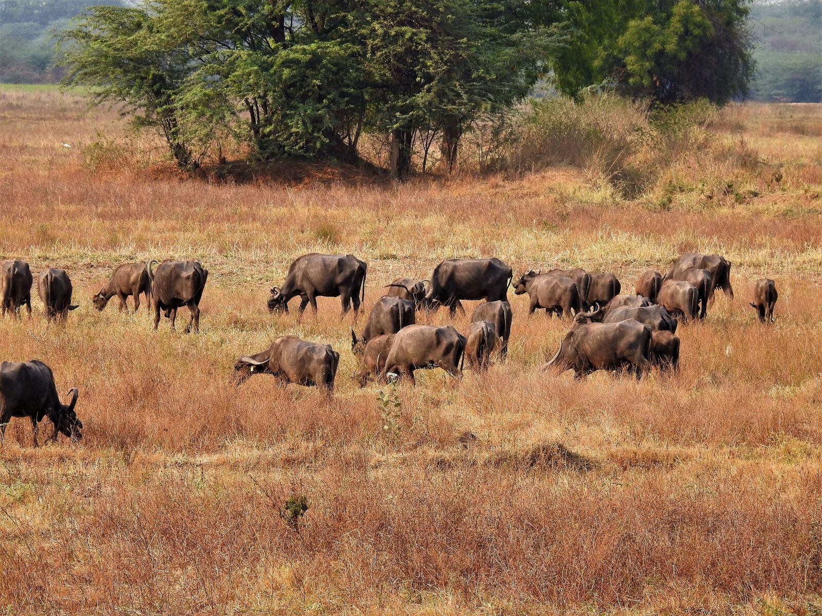 Nikon Coolpix P900 sample photo. Buffaloes, animals, mammals photography
