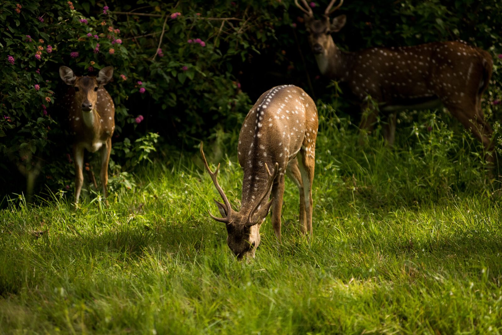 Nikon D810 sample photo. Deer, wildlife, mammal photography