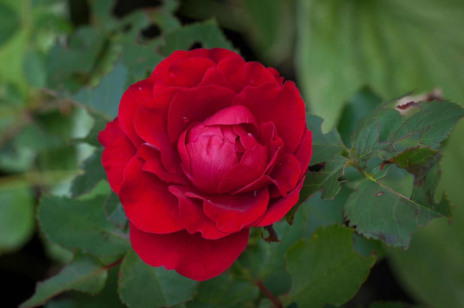 Nikon D90 sample photo. Rose, red, red rose photography