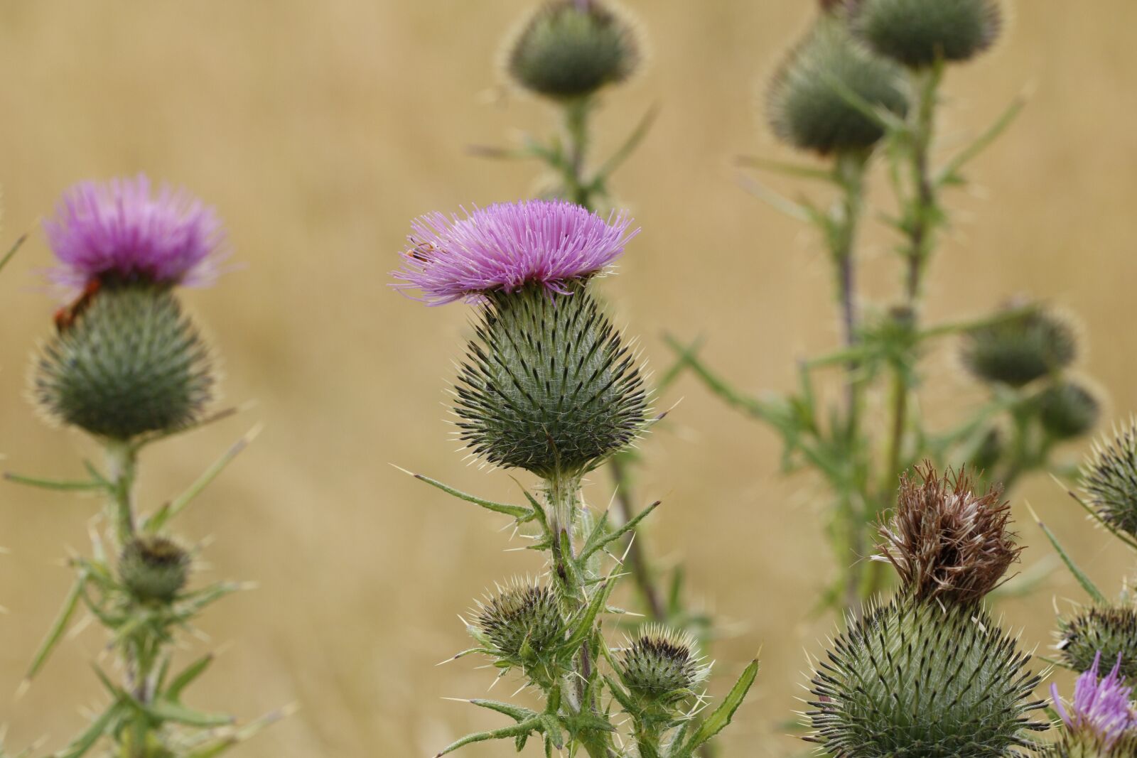 Canon EOS 760D (EOS Rebel T6s / EOS 8000D) sample photo. Thistle, horsetidsel, cirsium vulgare photography