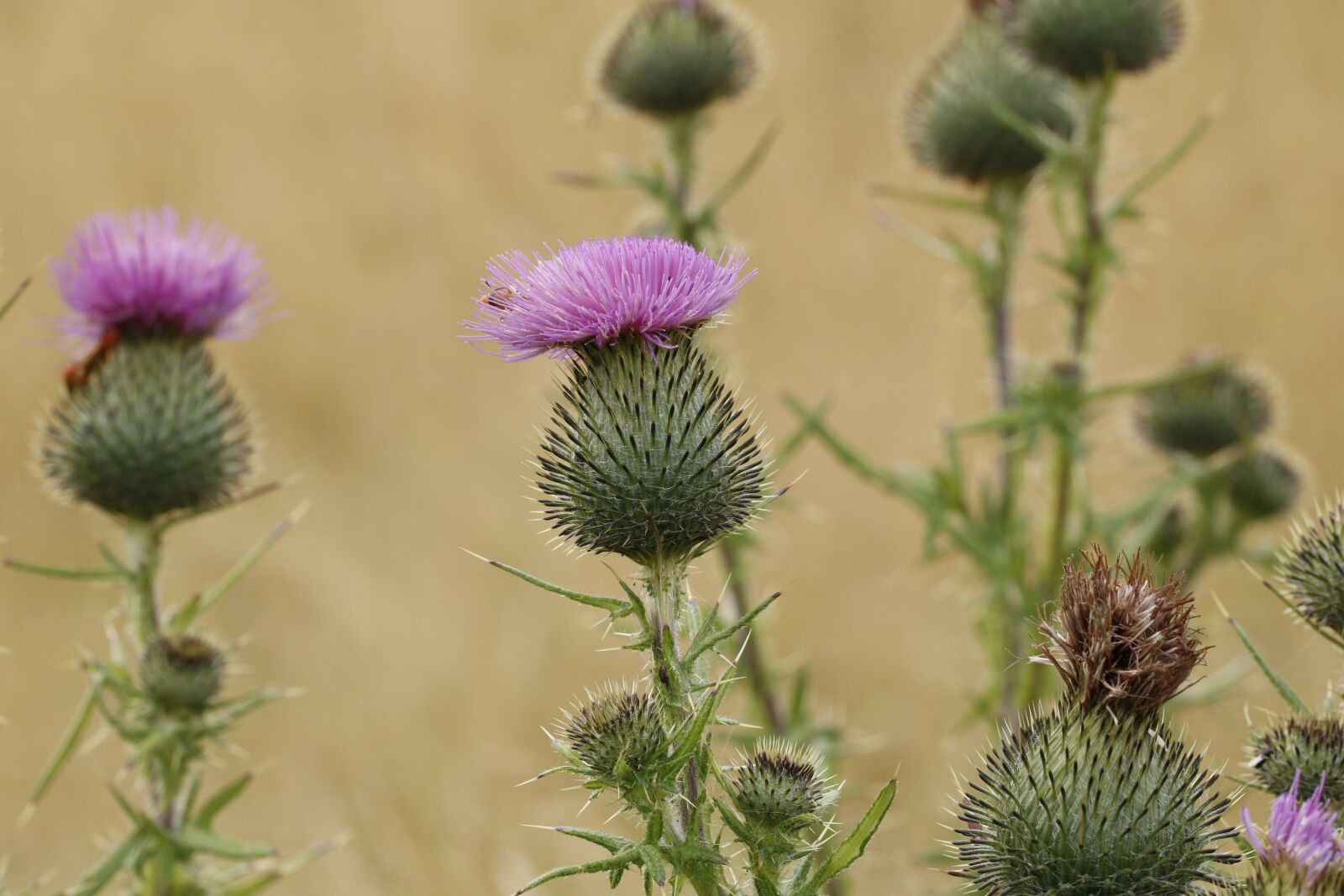 Canon EOS 760D (EOS Rebel T6s / EOS 8000D) + Canon EF 100mm F2.8L Macro IS USM sample photo. Thistle, horsetidsel, cirsium vulgare photography