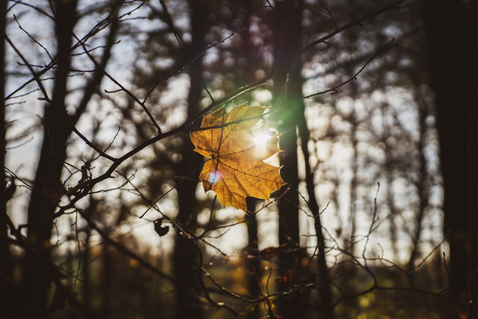 Sony a7 II + Sony DT 50mm F1.8 SAM sample photo. Forest, leaf, sun photography