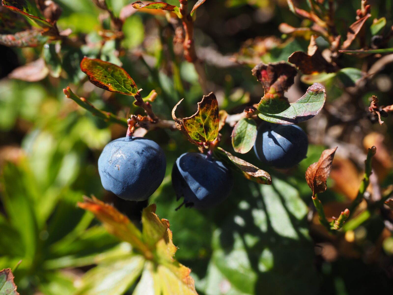 Olympus OM-D E-M1 + Olympus M.Zuiko Digital ED 12-40mm F2.8 Pro sample photo. Blueberries, ripe, blue photography