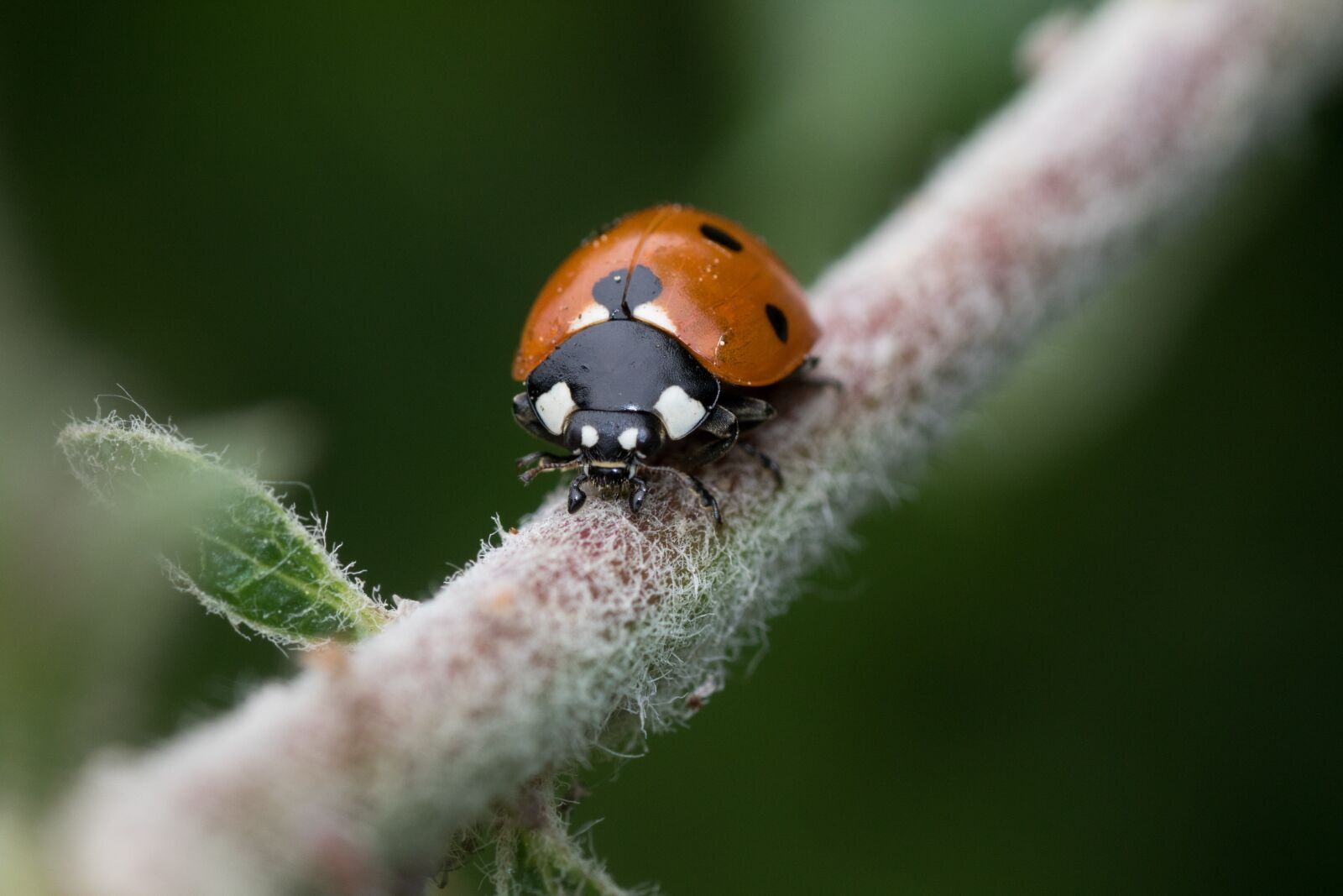 Canon EOS 7D Mark II sample photo. Ladybug, siebenpunkt, red photography