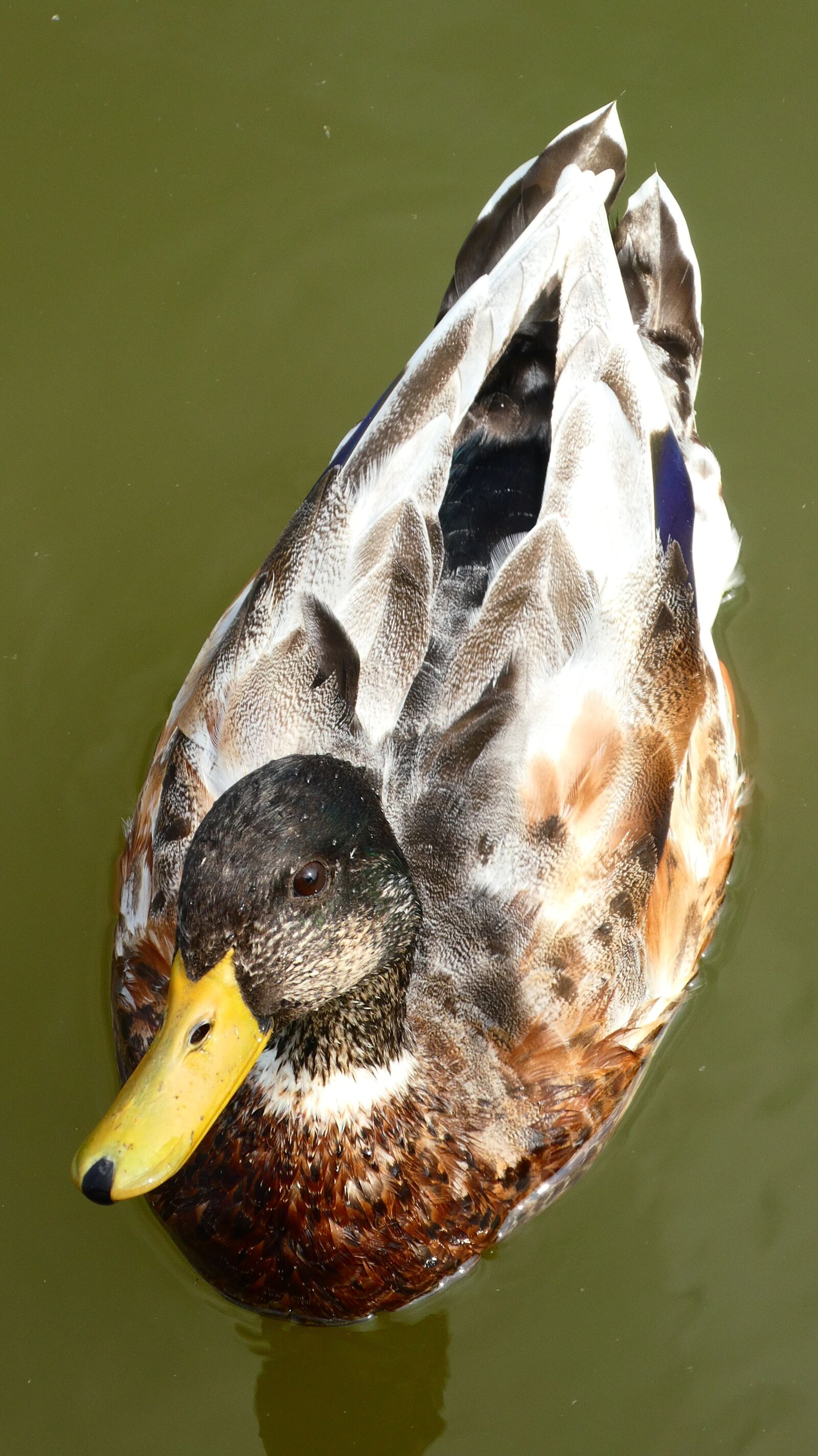 Panasonic DMC-TZ81 sample photo. Duck, drake, bird photography