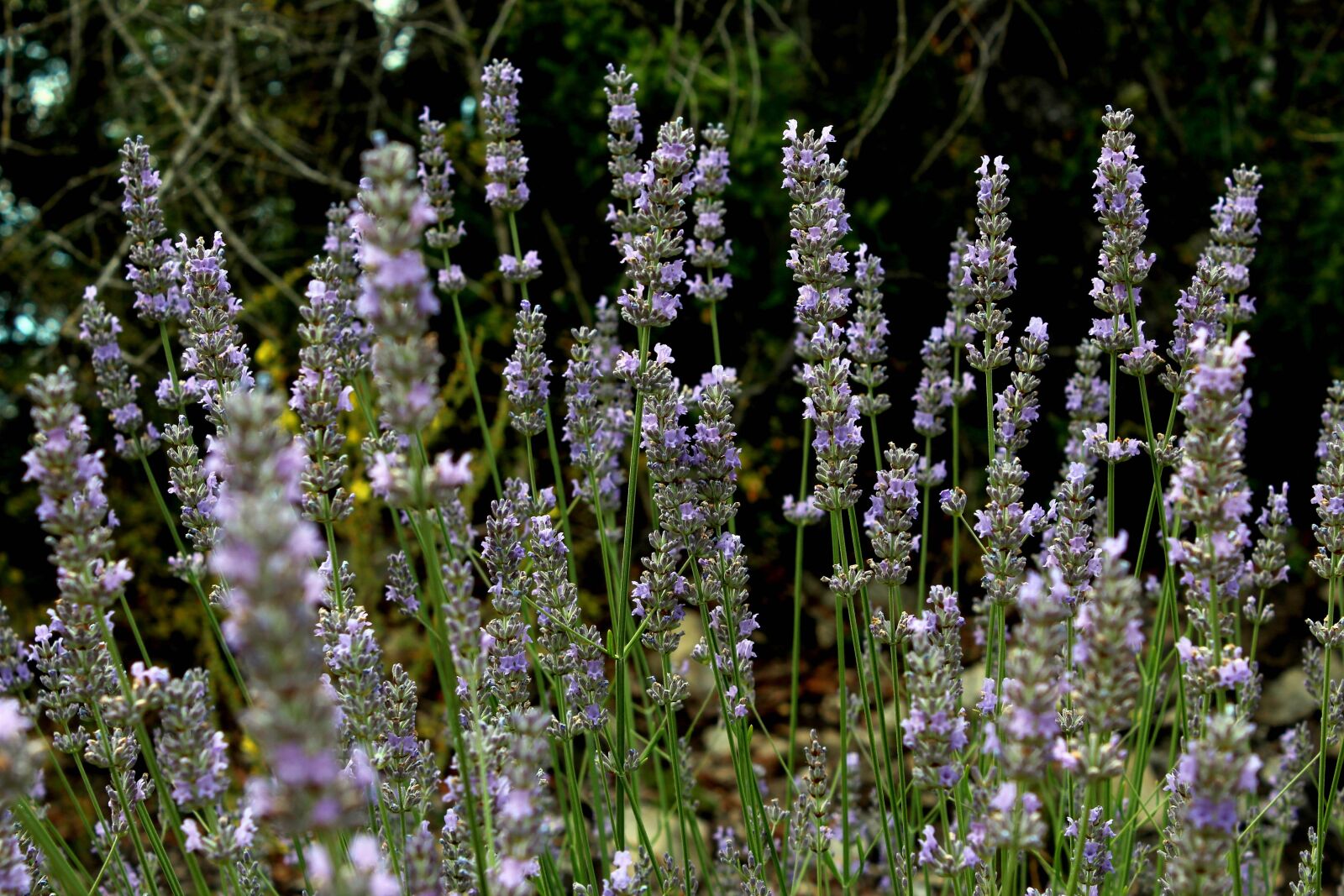 Canon EOS 600D (Rebel EOS T3i / EOS Kiss X5) sample photo. Flowers, summer, purple photography