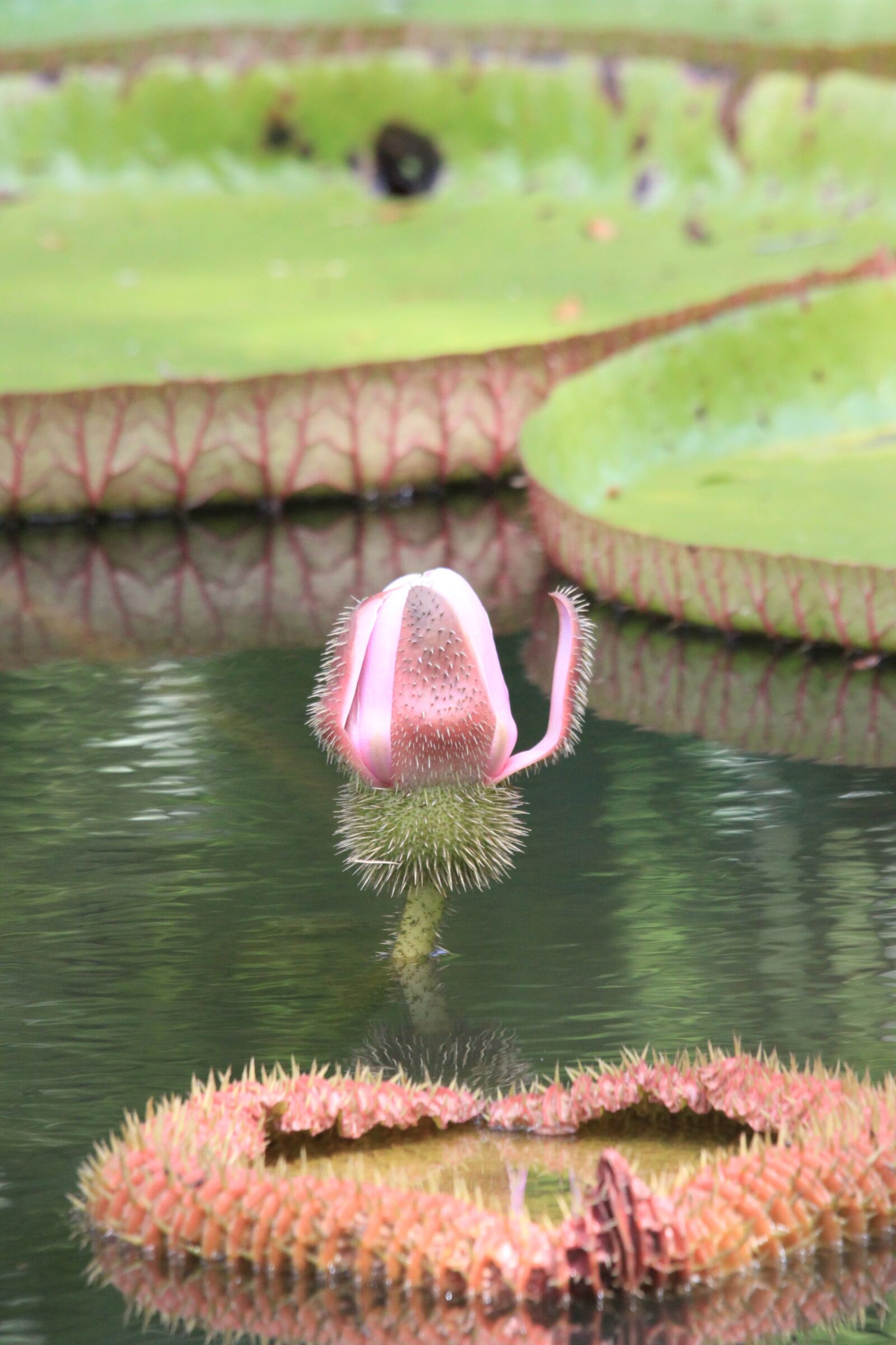 Canon EOS 500D (EOS Rebel T1i / EOS Kiss X3) sample photo. Water lily, blossom, bloom photography