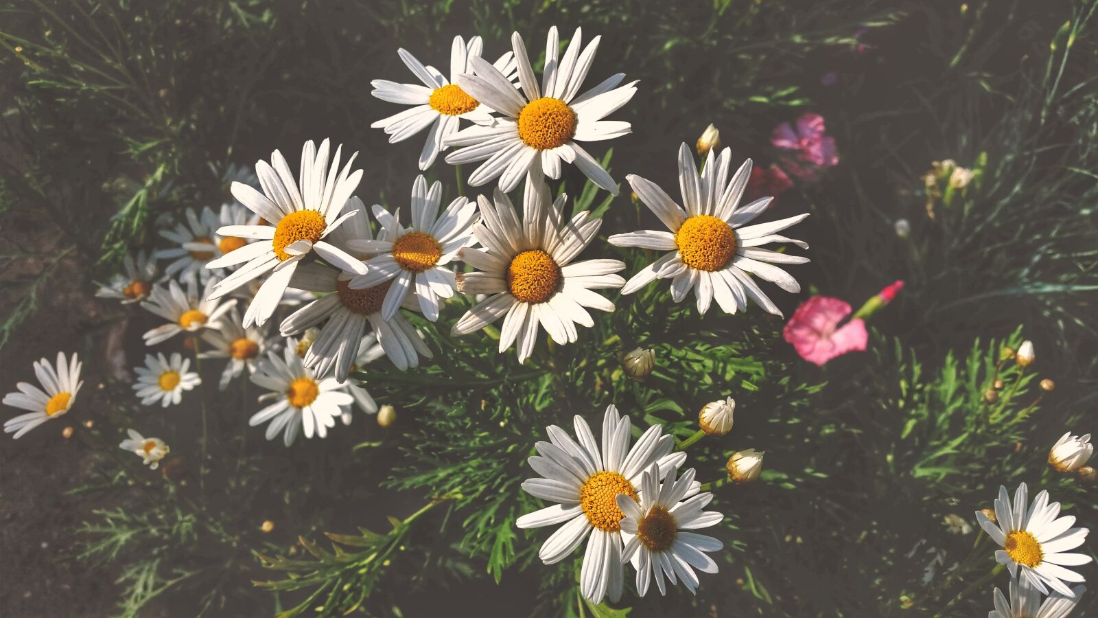 Samsung Galaxy S5 sample photo. Flowers, natural, morning photography