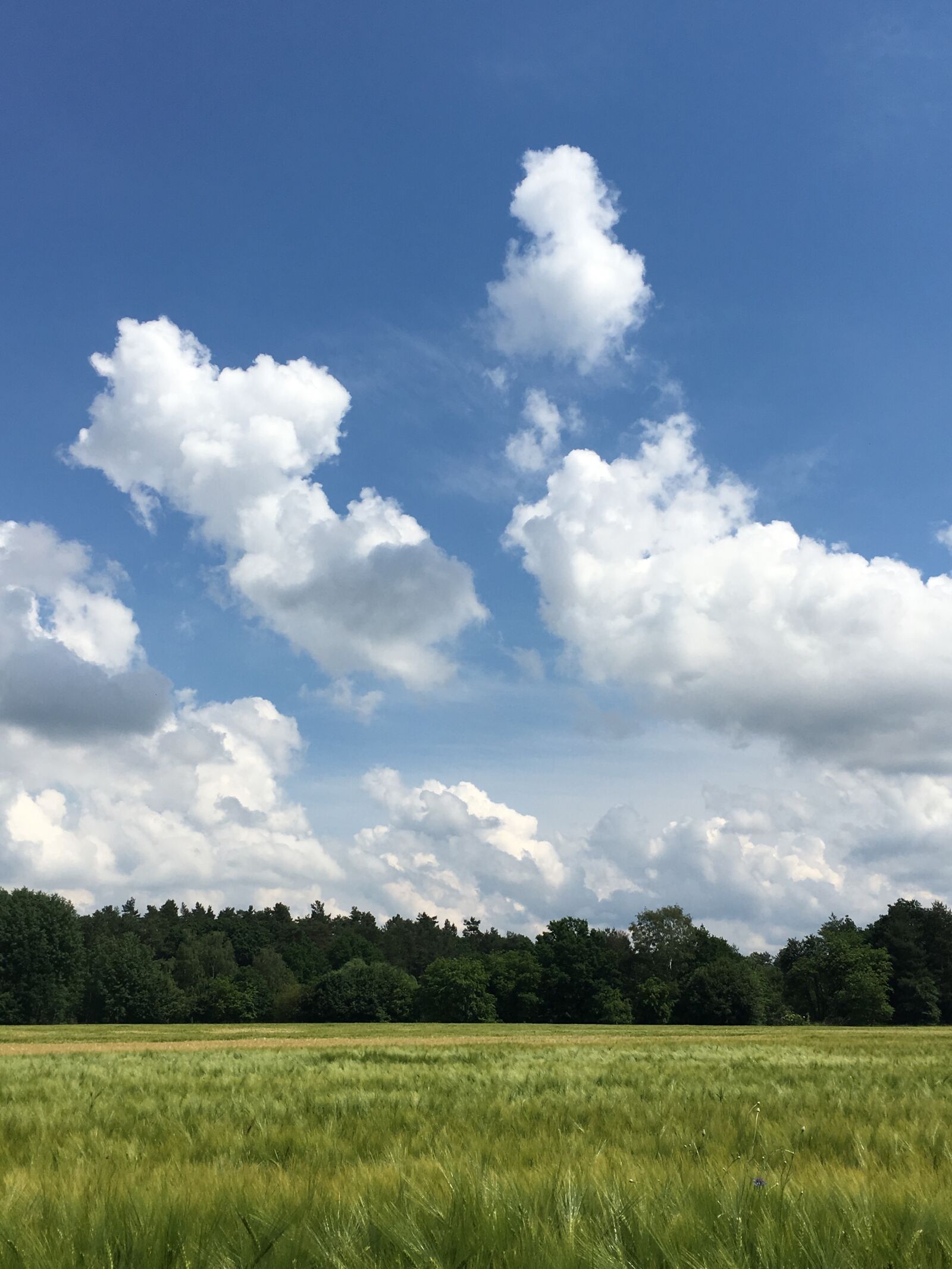 Apple iPhone 6s sample photo. Nature, fresh, landscape photography