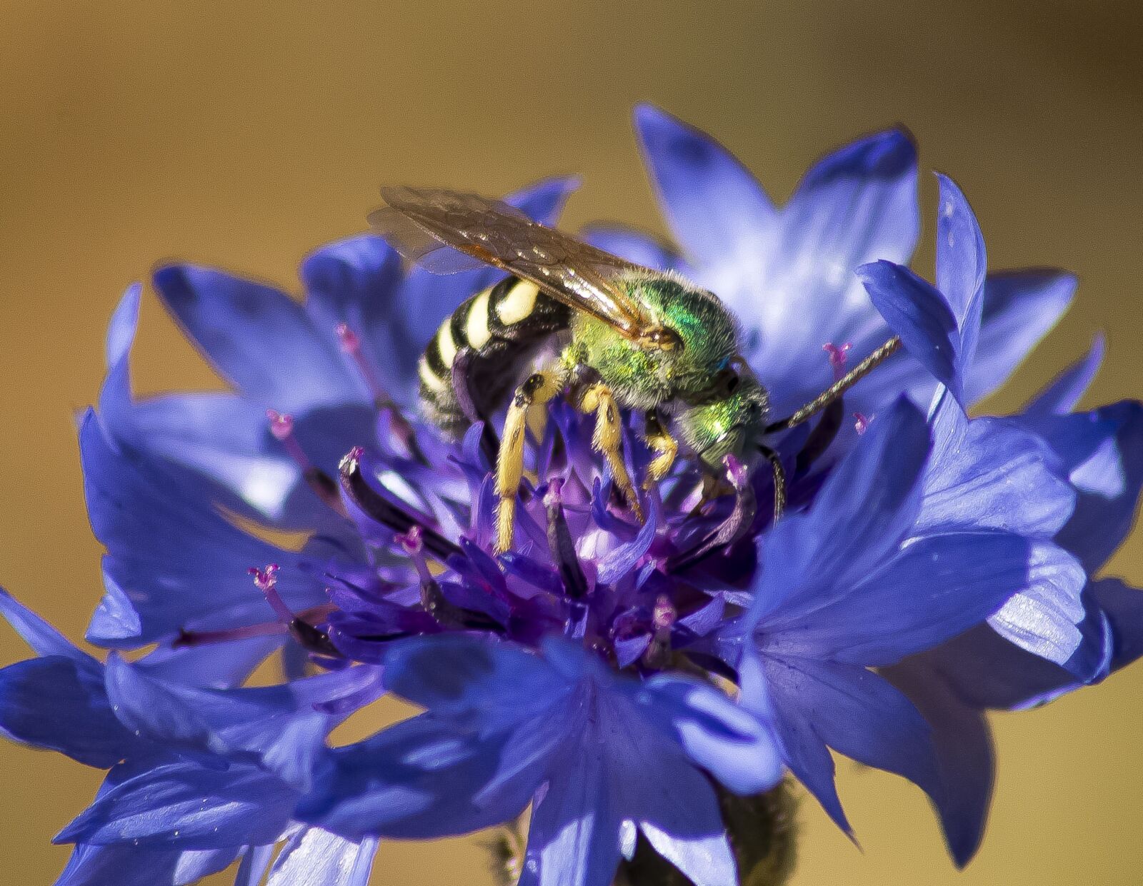 Nikon D3200 sample photo. Green, bee, flower photography