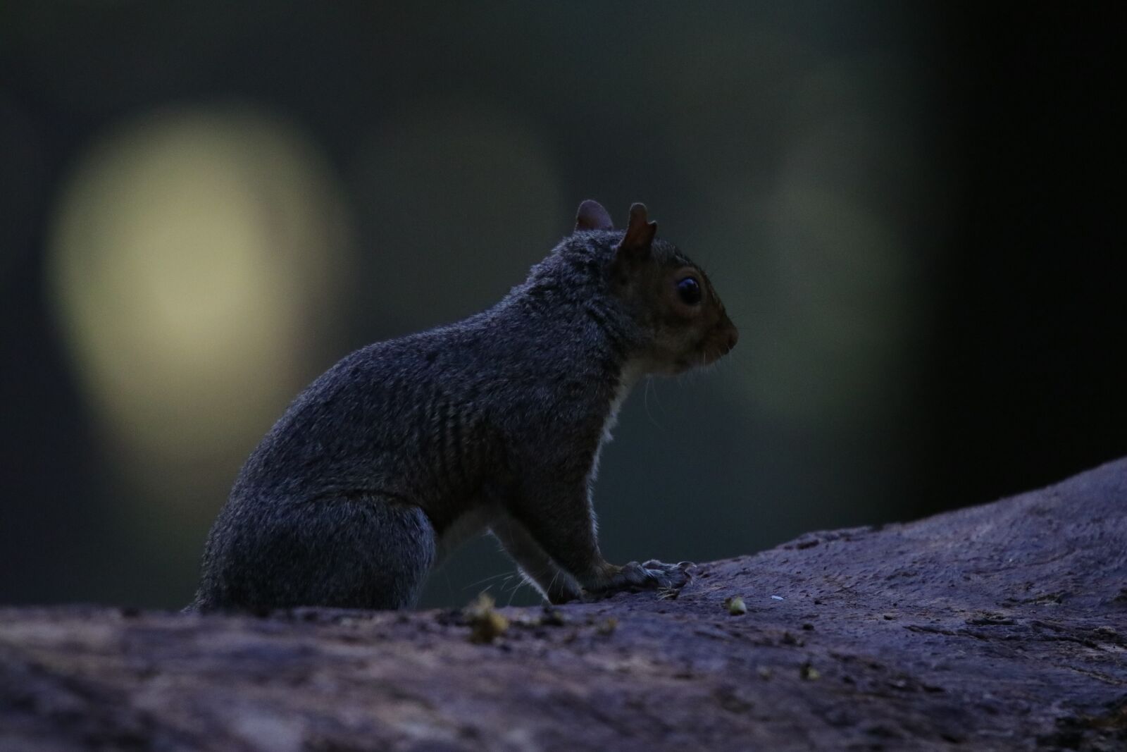 150-600mm F5-6.3 DG OS HSM | Sports 014 sample photo. Squirrel, rodent, creature photography