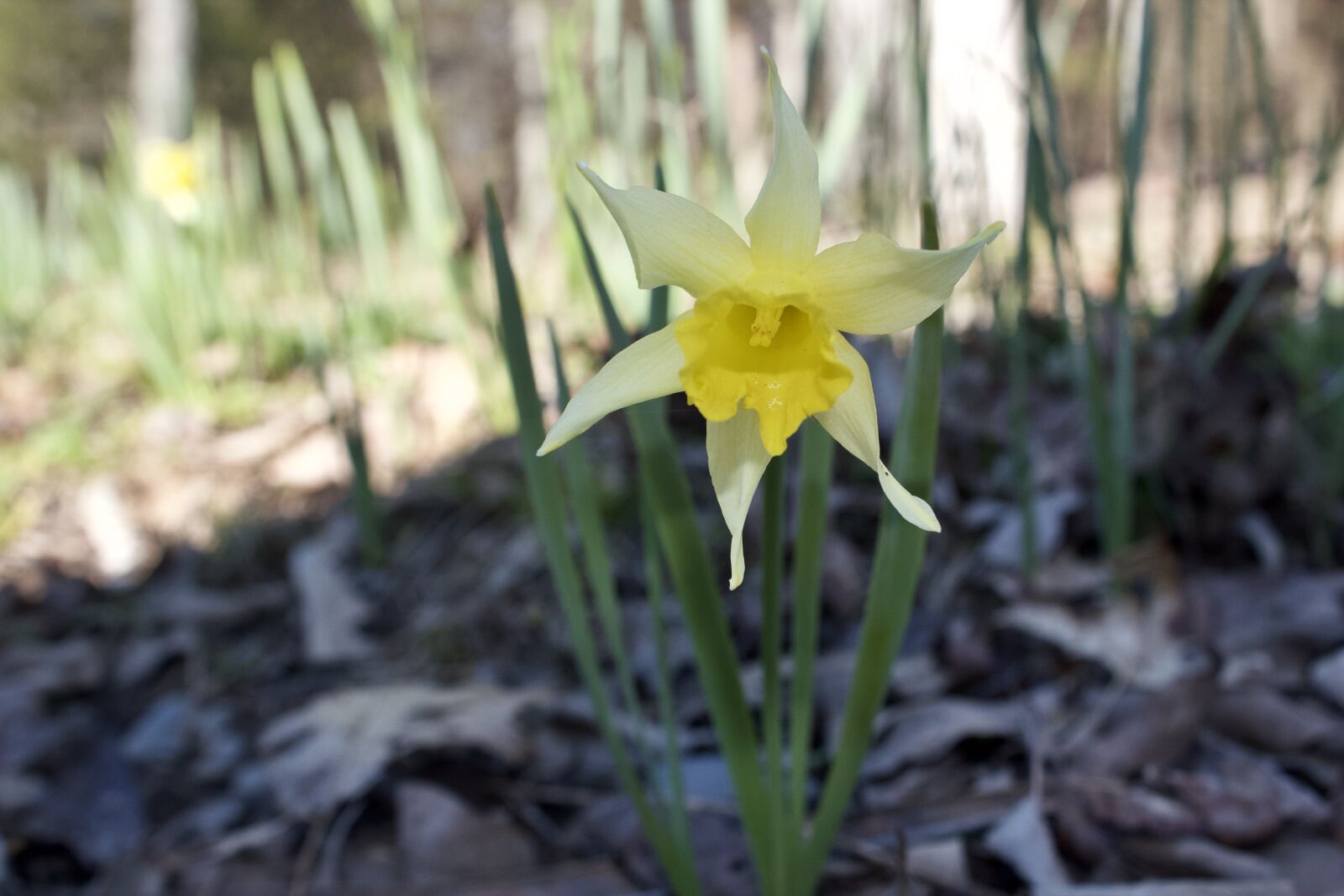 Canon EOS 550D (EOS Rebel T2i / EOS Kiss X4) sample photo. Daffodil, flower, macro photography