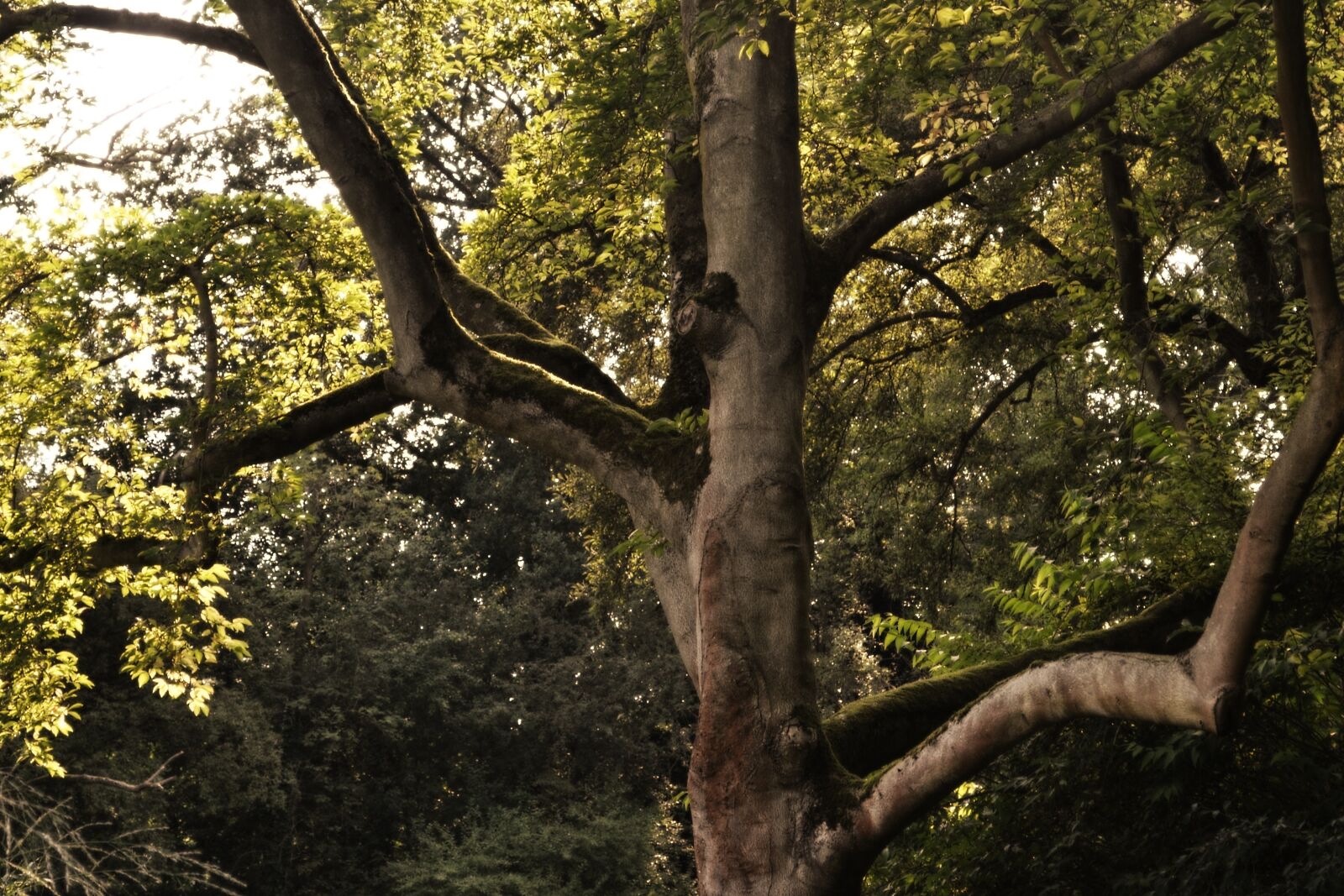 Nikon D3100 sample photo. Tree, moss, nature photography